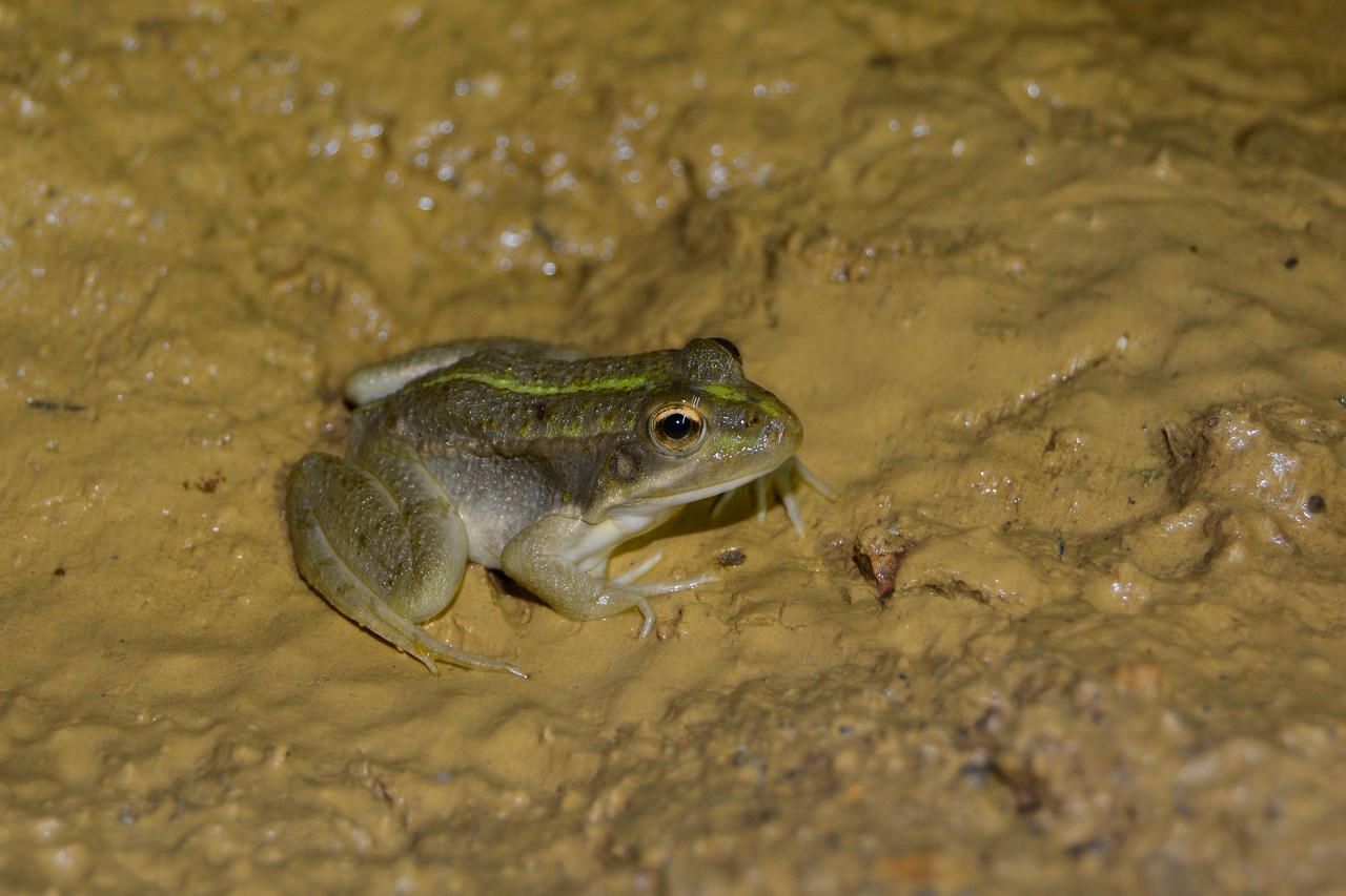 Pelophylax grafi
